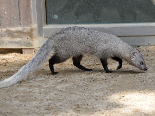 Ichneumia albicauda at Samjung "The Park" Zoo - uploaded on behalf of alexkant