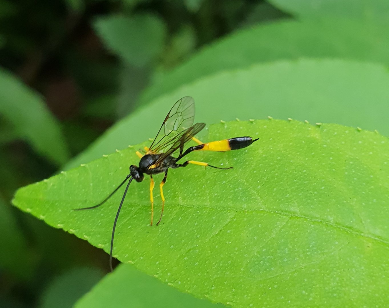 Ichneumon suspiciosus