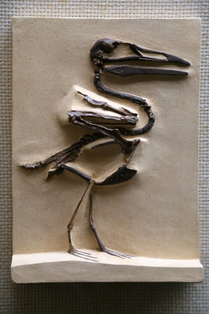 Ichthyornis dispar, Cast