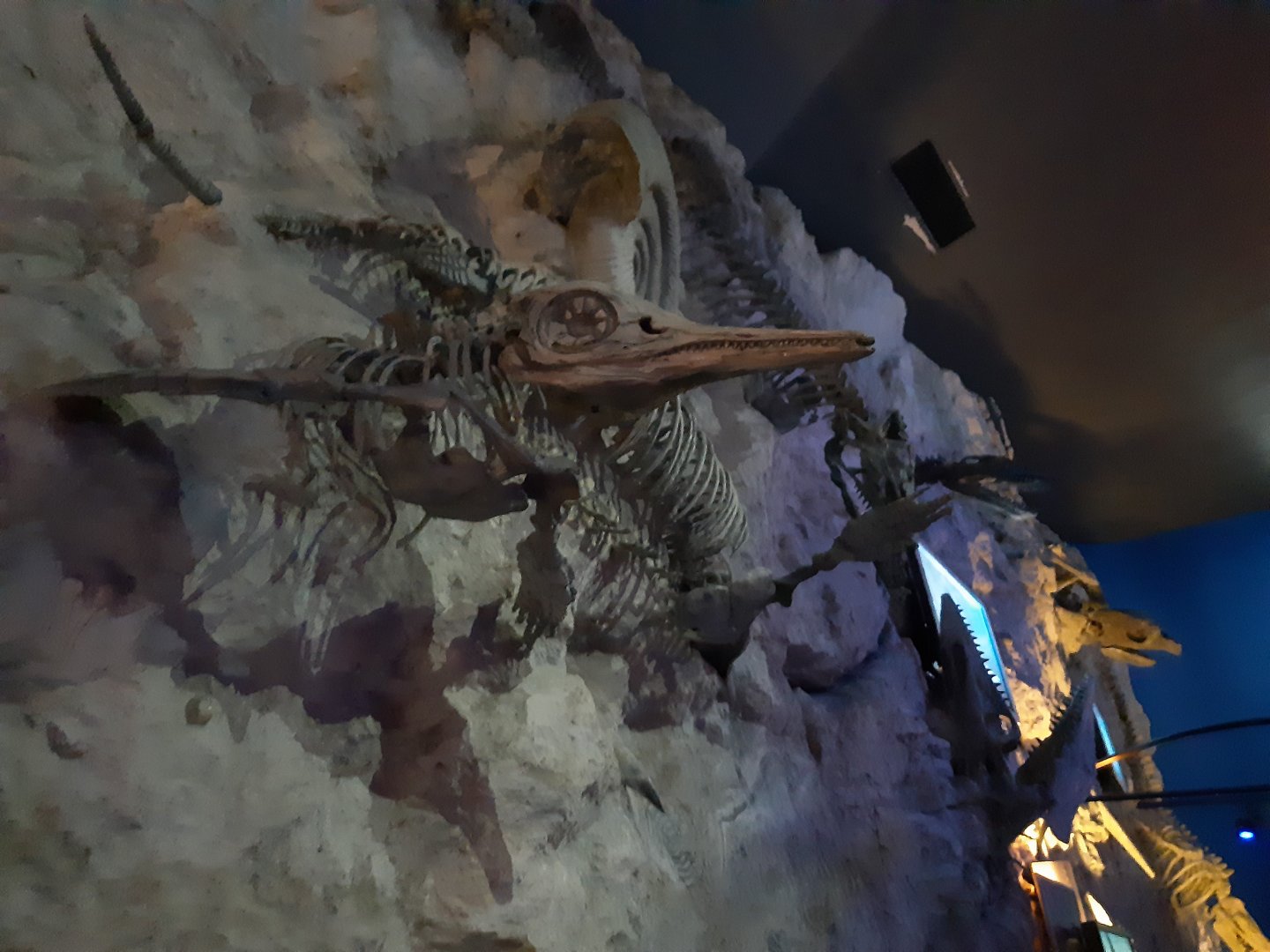 Ichthyosaur Fossil