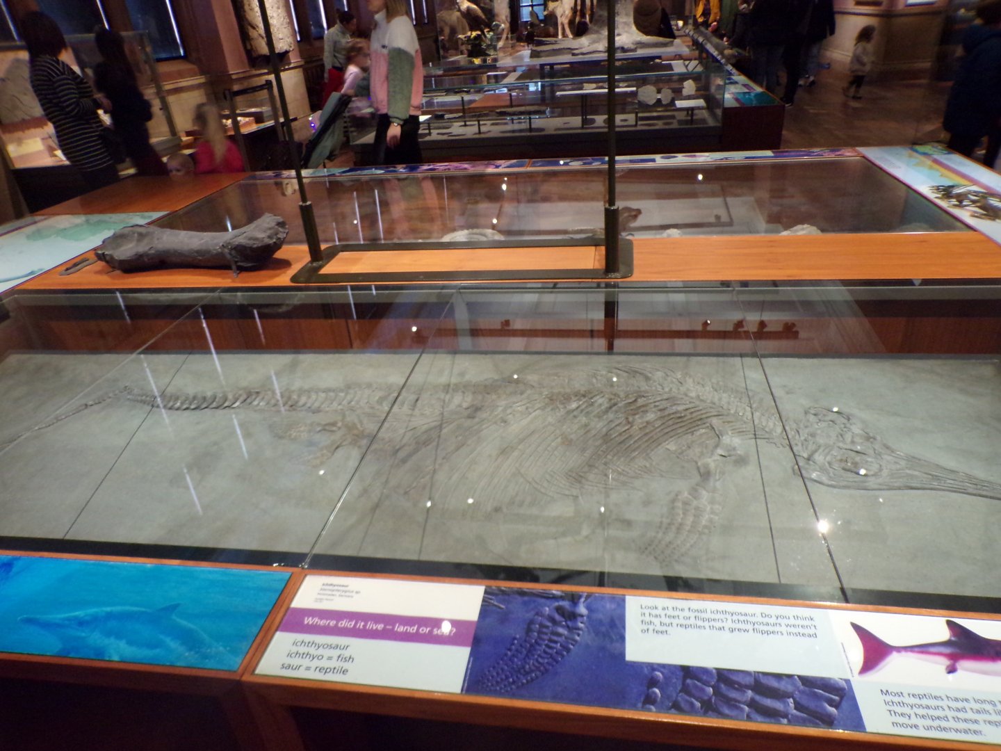 Ichthyosaur skeleton  (taken at Kelvingrove museum) 12.2.24