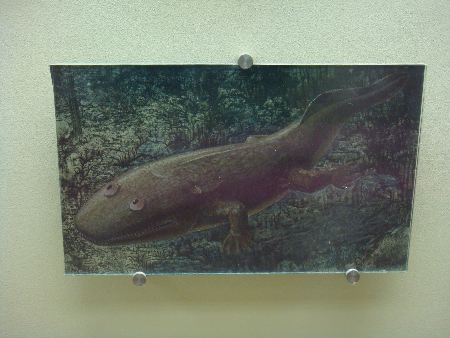 Ichthyostega reconstruction