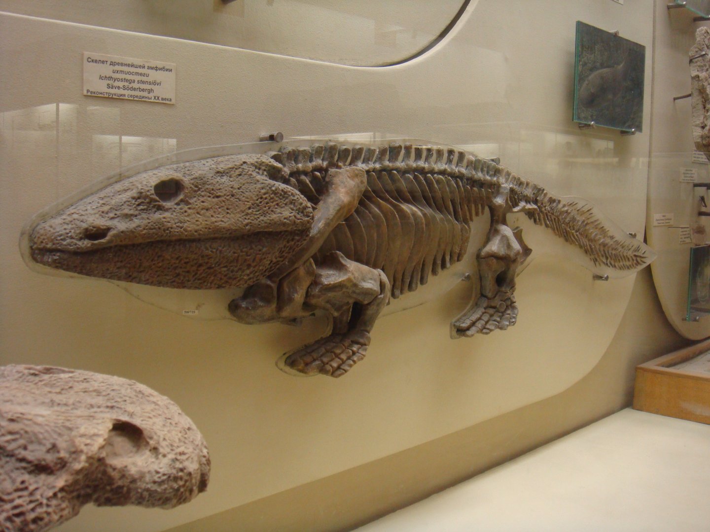 Ichthyostega stensioei skeleton (model)
