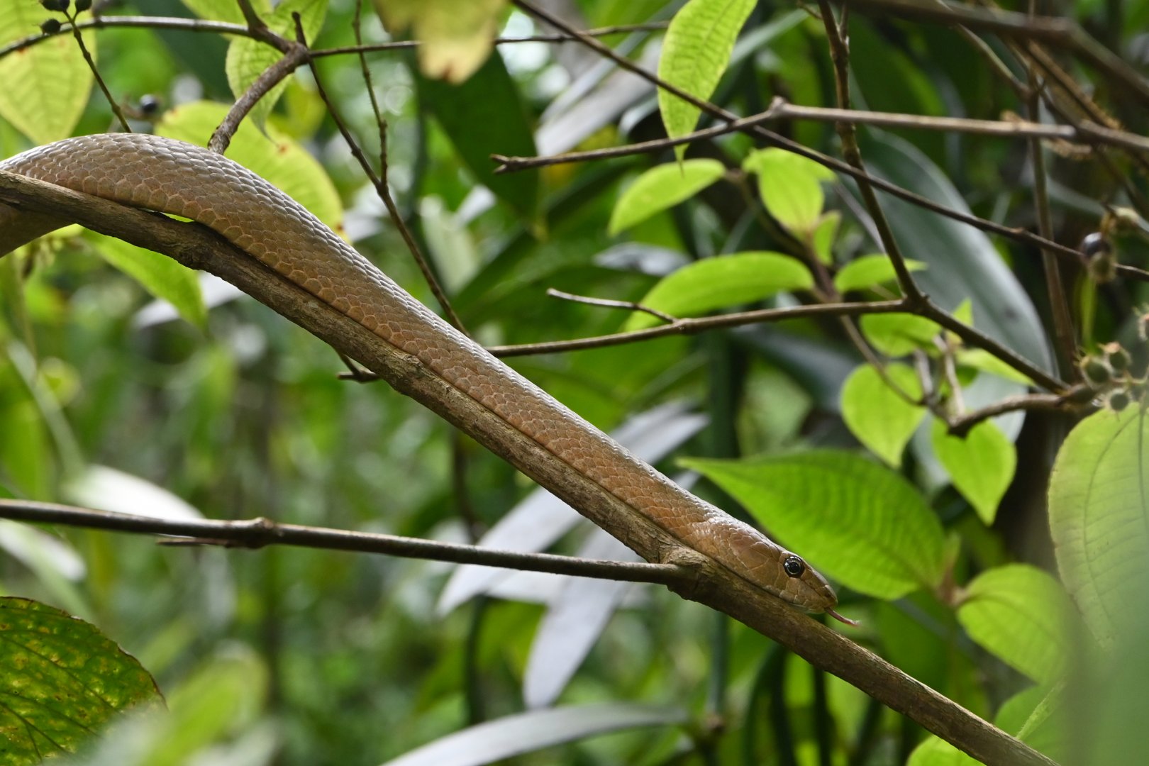 Ichtycyphus perineti