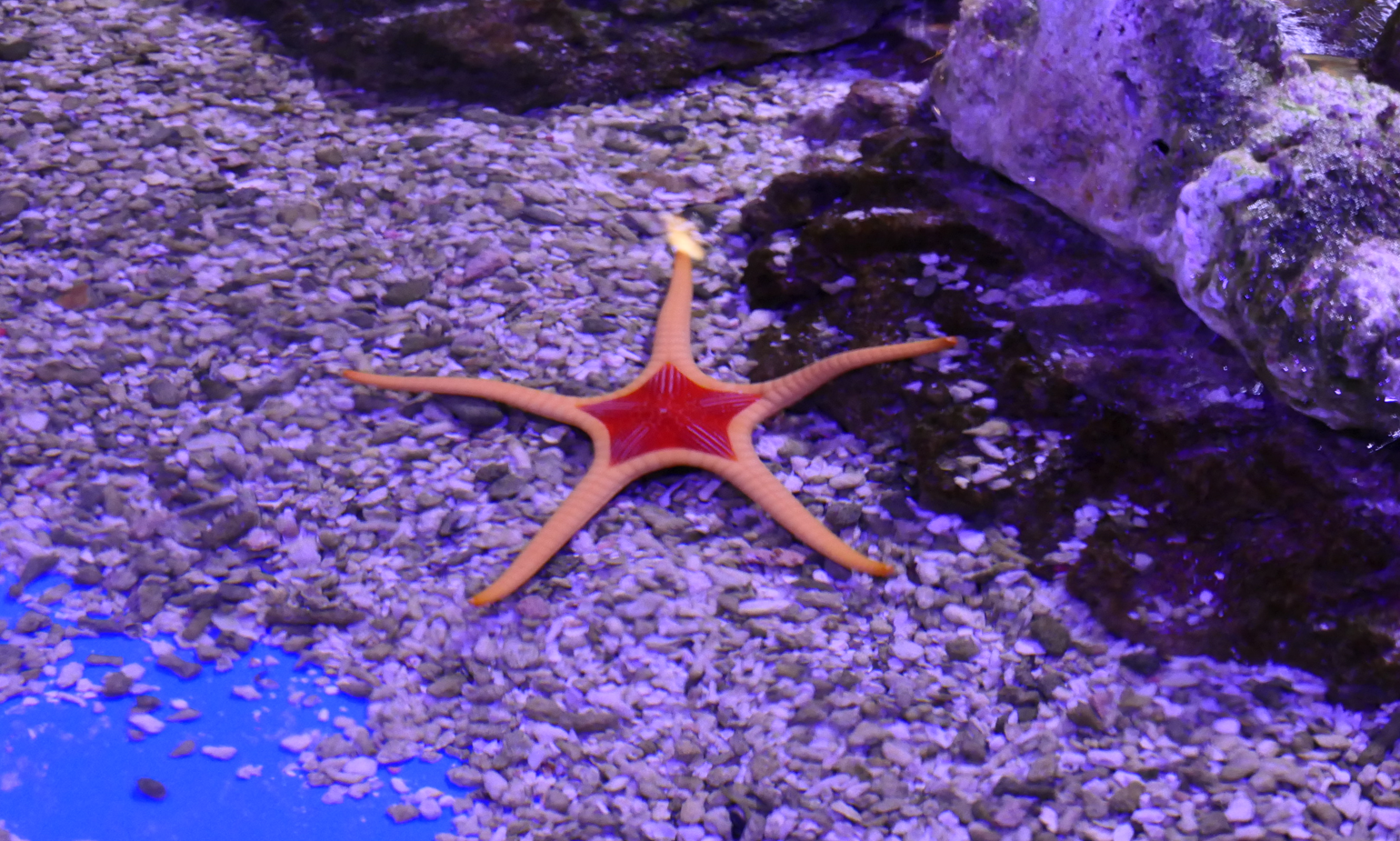 Iconaster cf. longimanus