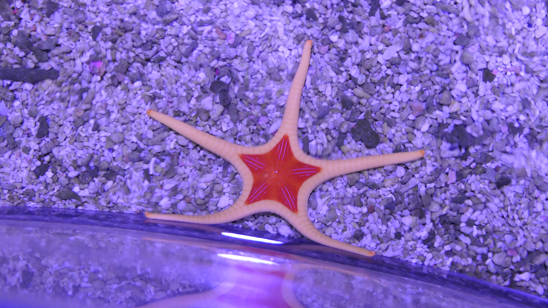 Iconaster cf. longimanus