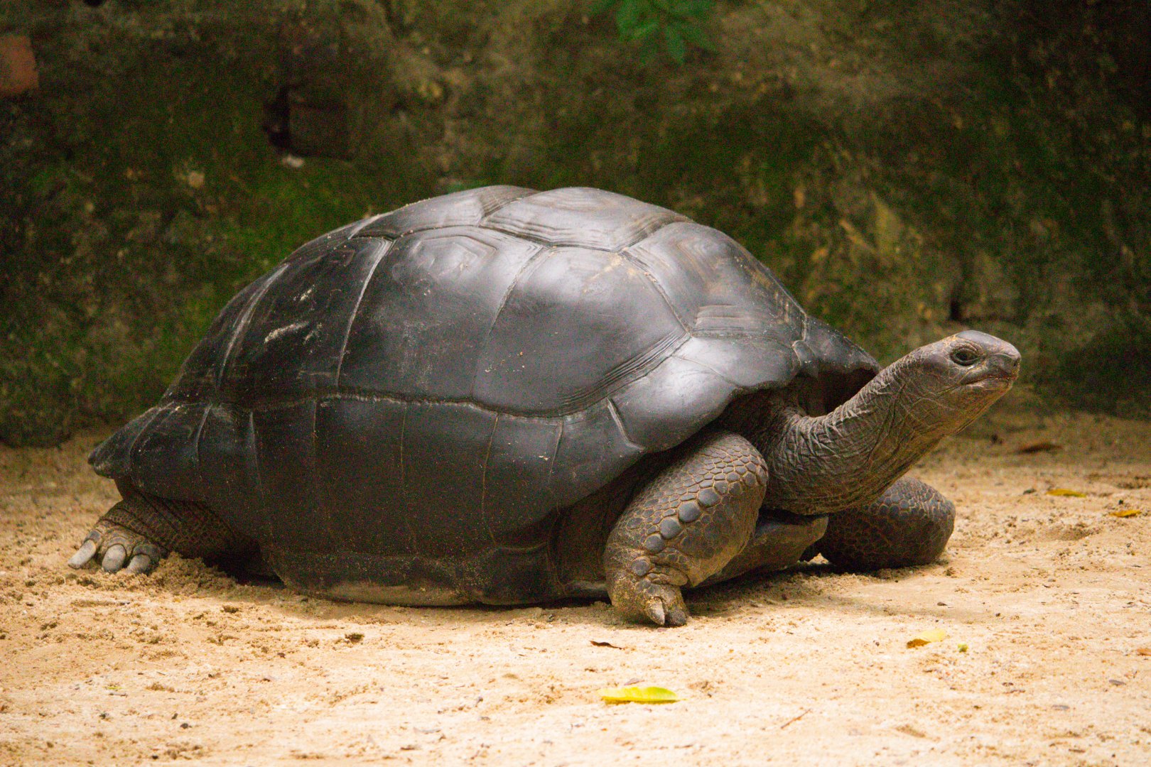 Iconic Aldabra Tortoise