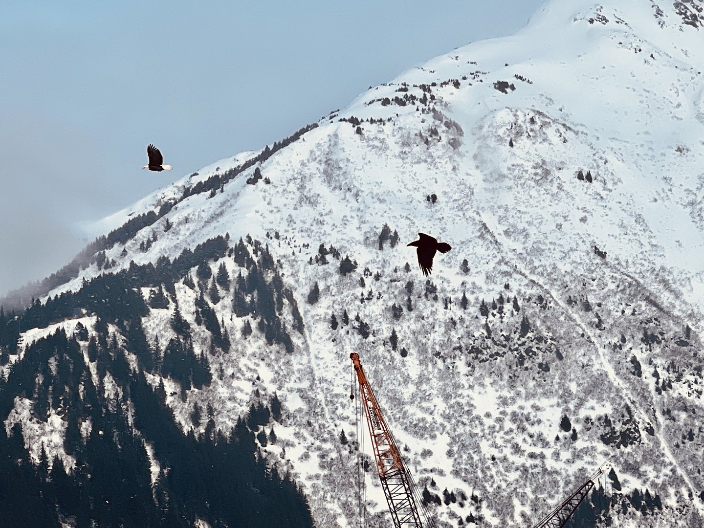 Iconic Birds of Alaska…Eagle, Raven, Crane.