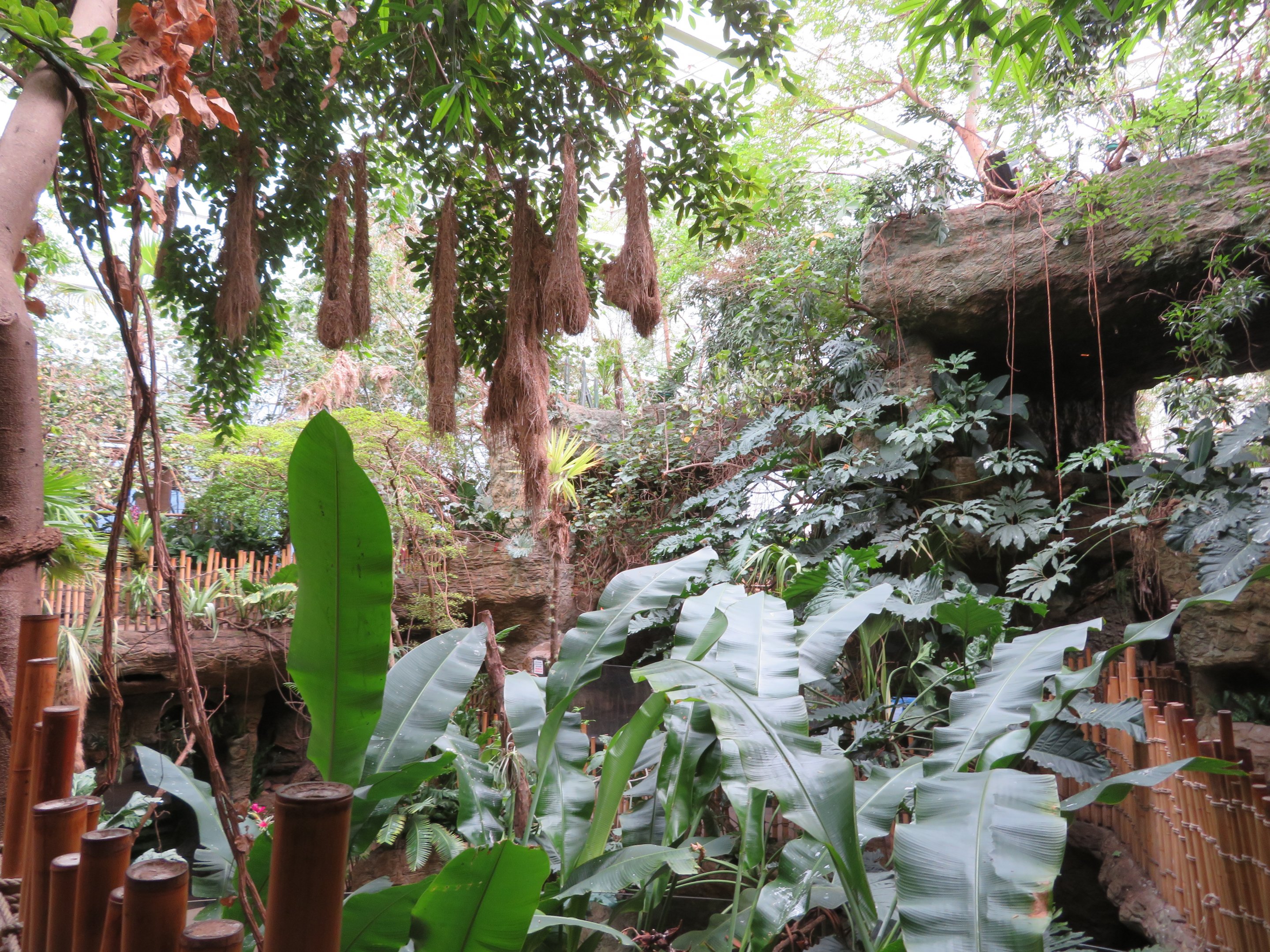 Icterid Nests & General View