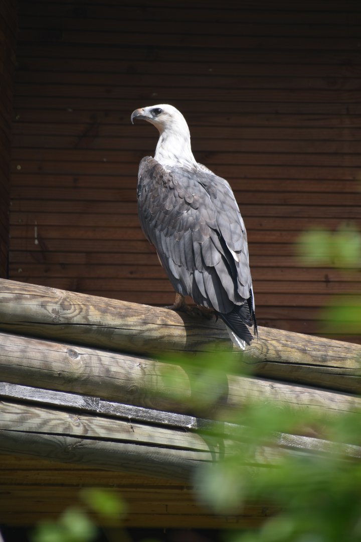 Icthyophaga leucogaster - White-bellied Sea Eagle