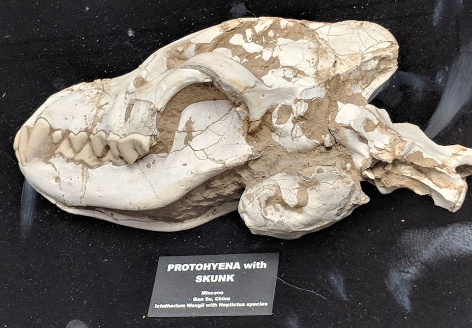 Ictitherium wongi (Protohyena) and Heptictus sp. (Skunk) from the Miocene of Gansu, China