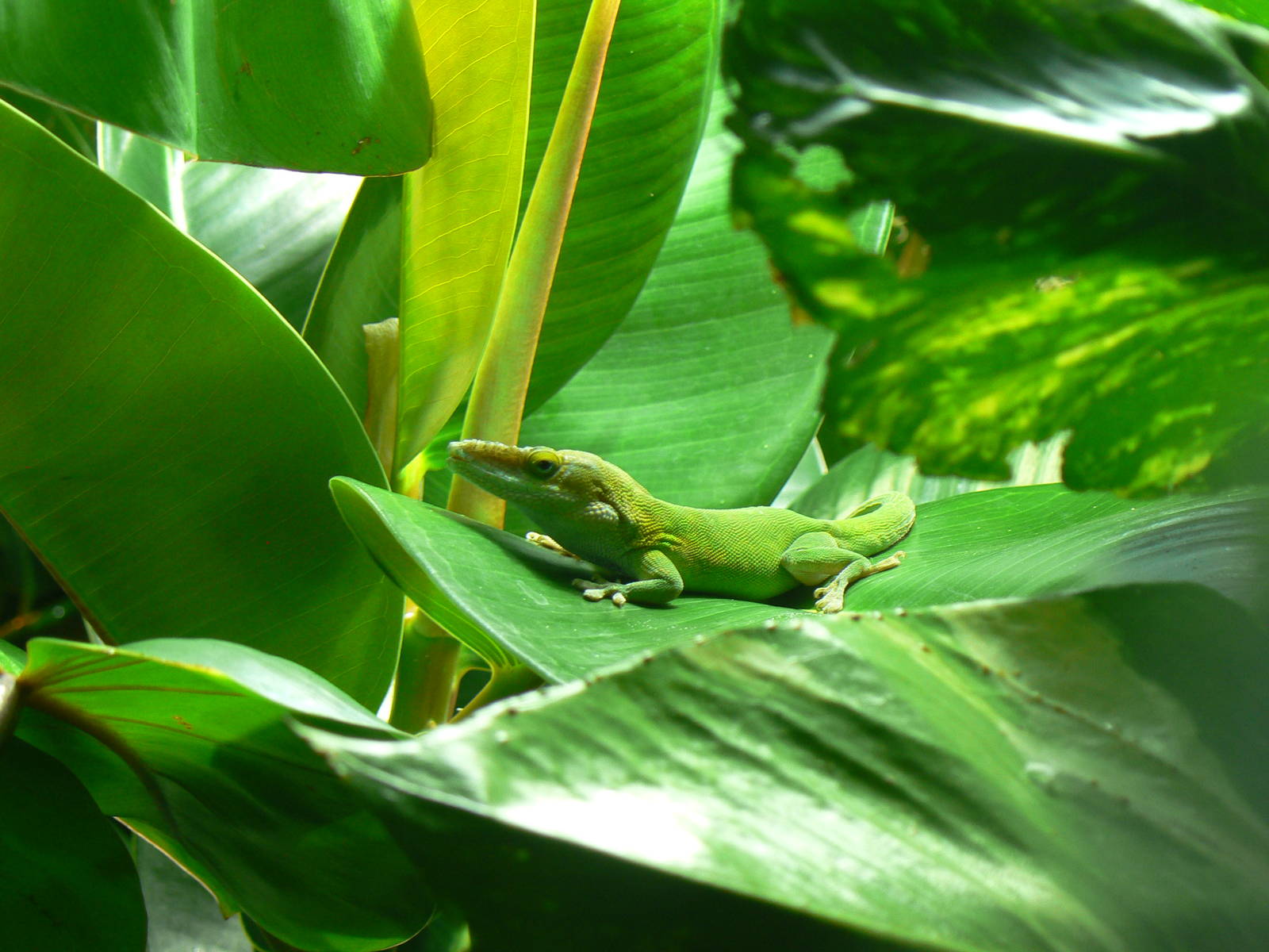 ID? - 17 January 2016