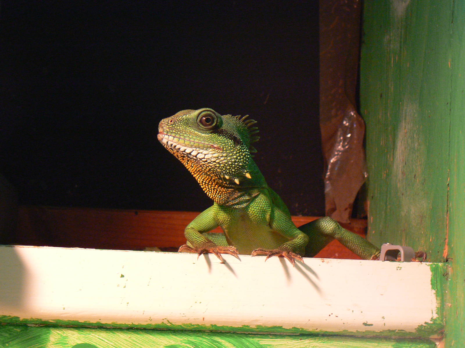 Id? - 28 November 2015