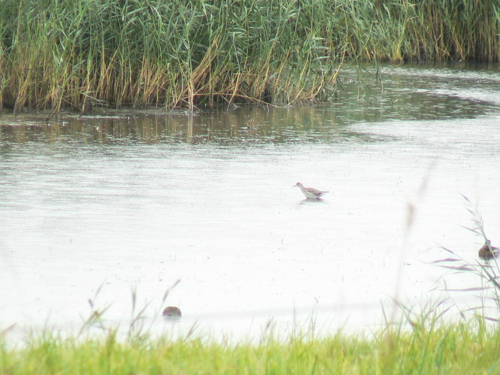 ID? - 3 September 2016, RSPB Blacktoft Sands