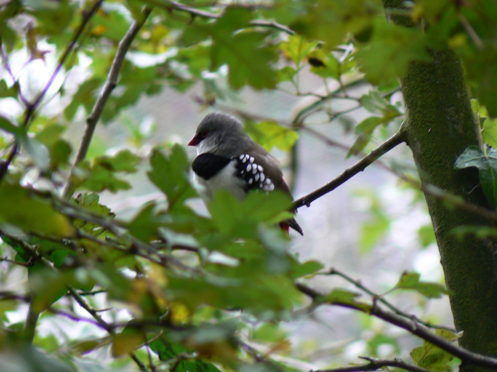 ID? - 8 October 2015