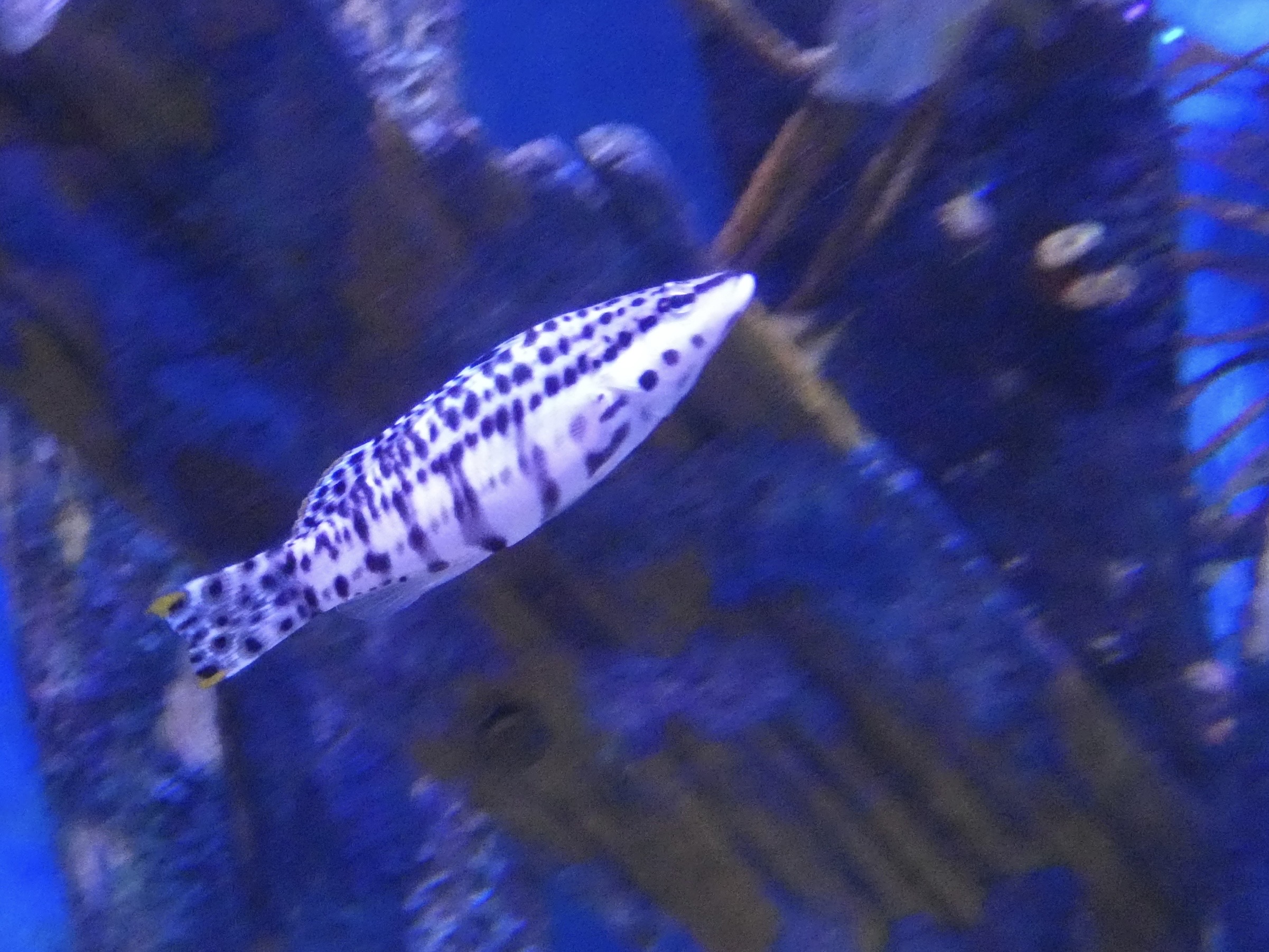 ID? - Adventure Aquarium