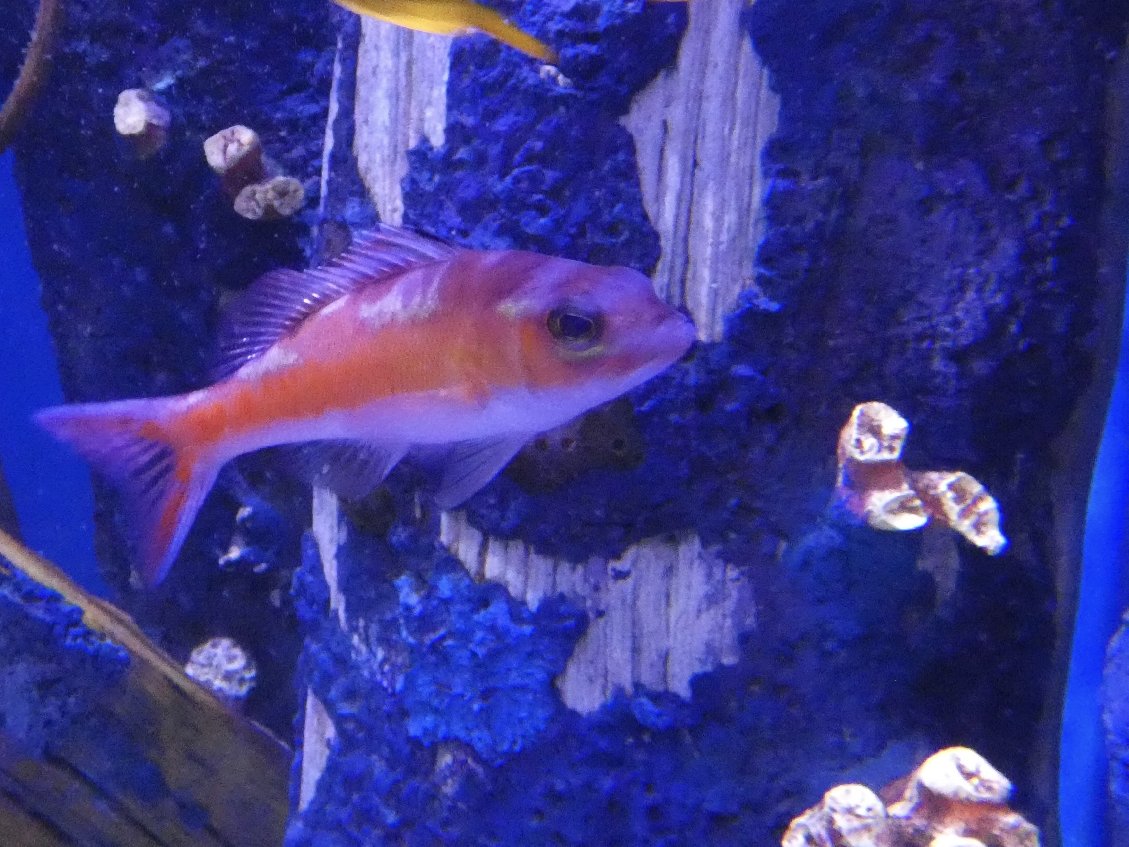 ID? - Adventure Aquarium