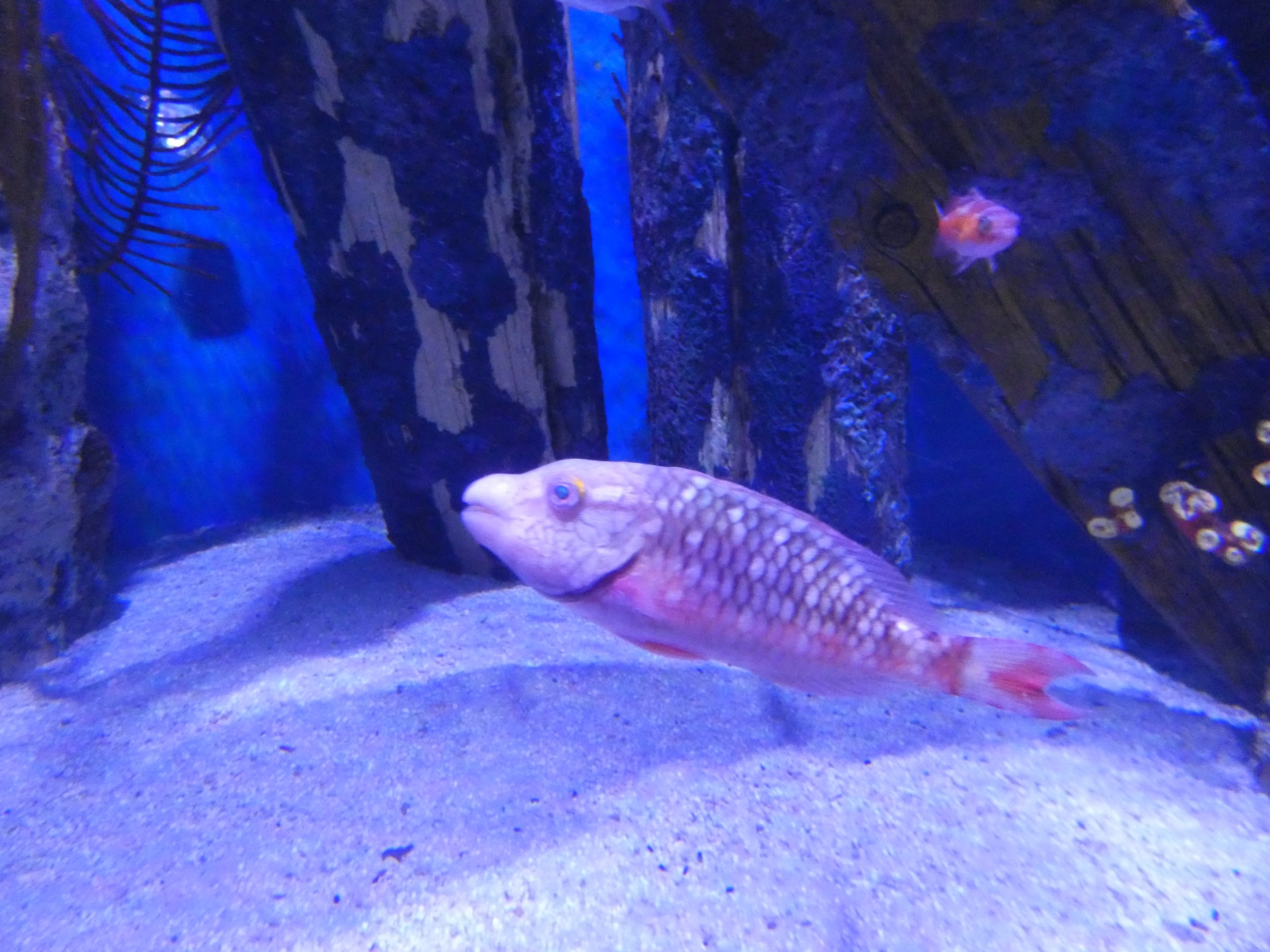 ID? - Adventure Aquarium