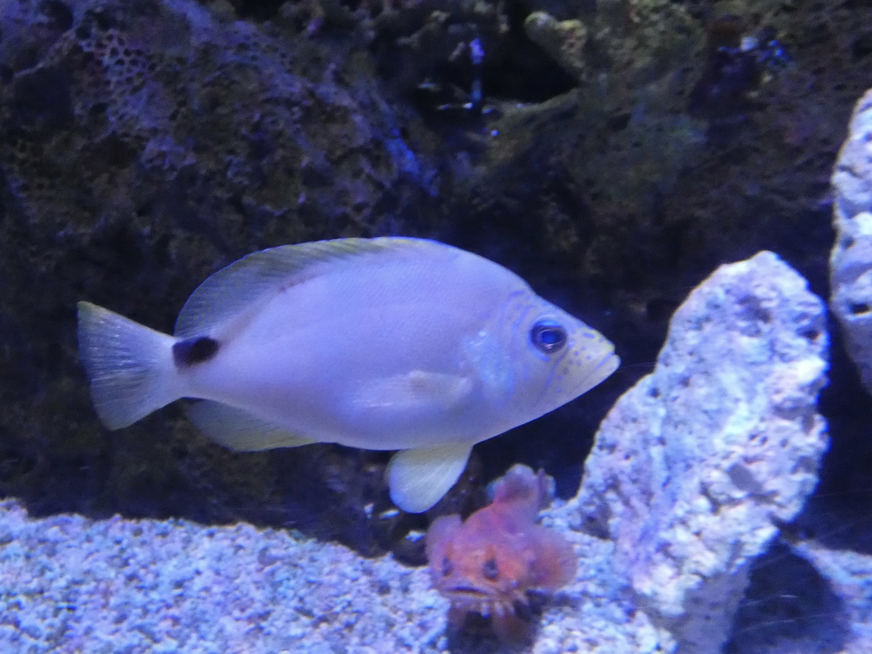 ID? - Adventure Aquarium