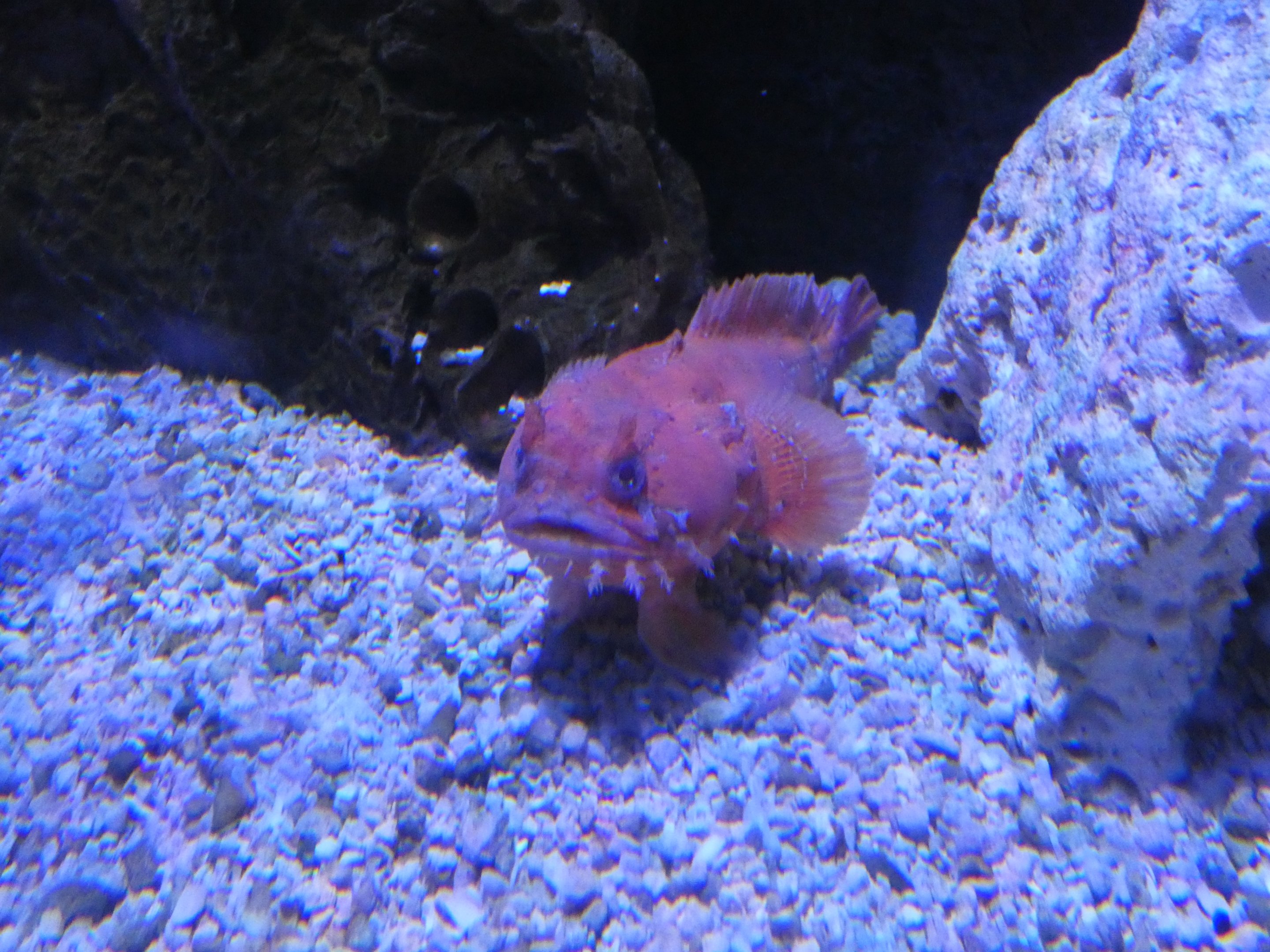 ID? - Adventure Aquarium
