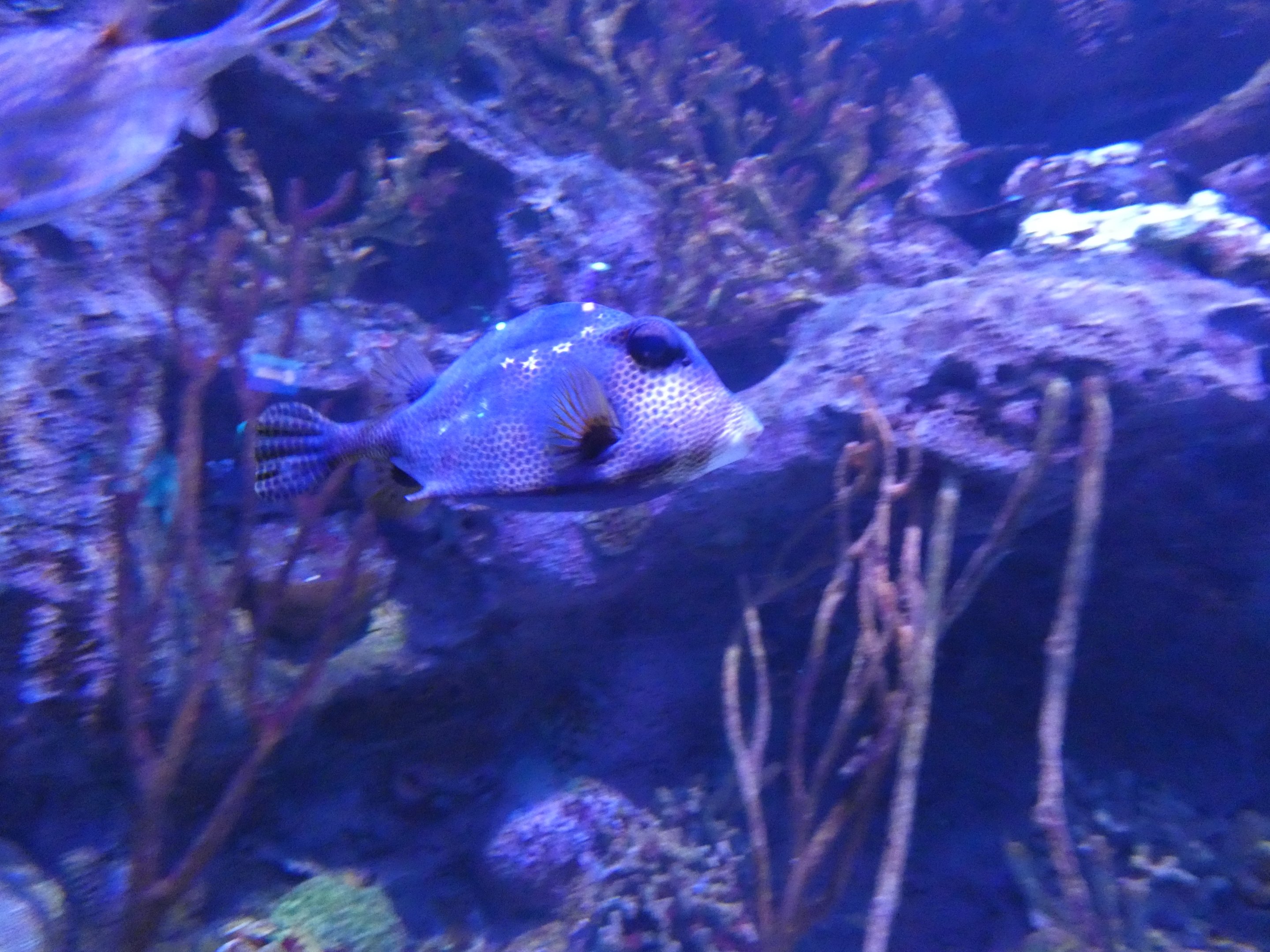 ID? - Adventure Aquarium