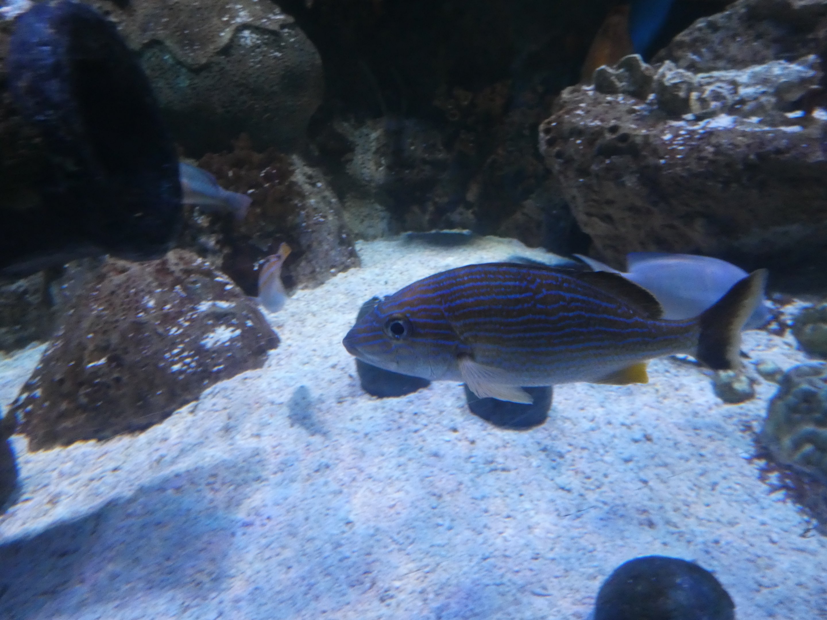 ID? - Adventure Aquarium