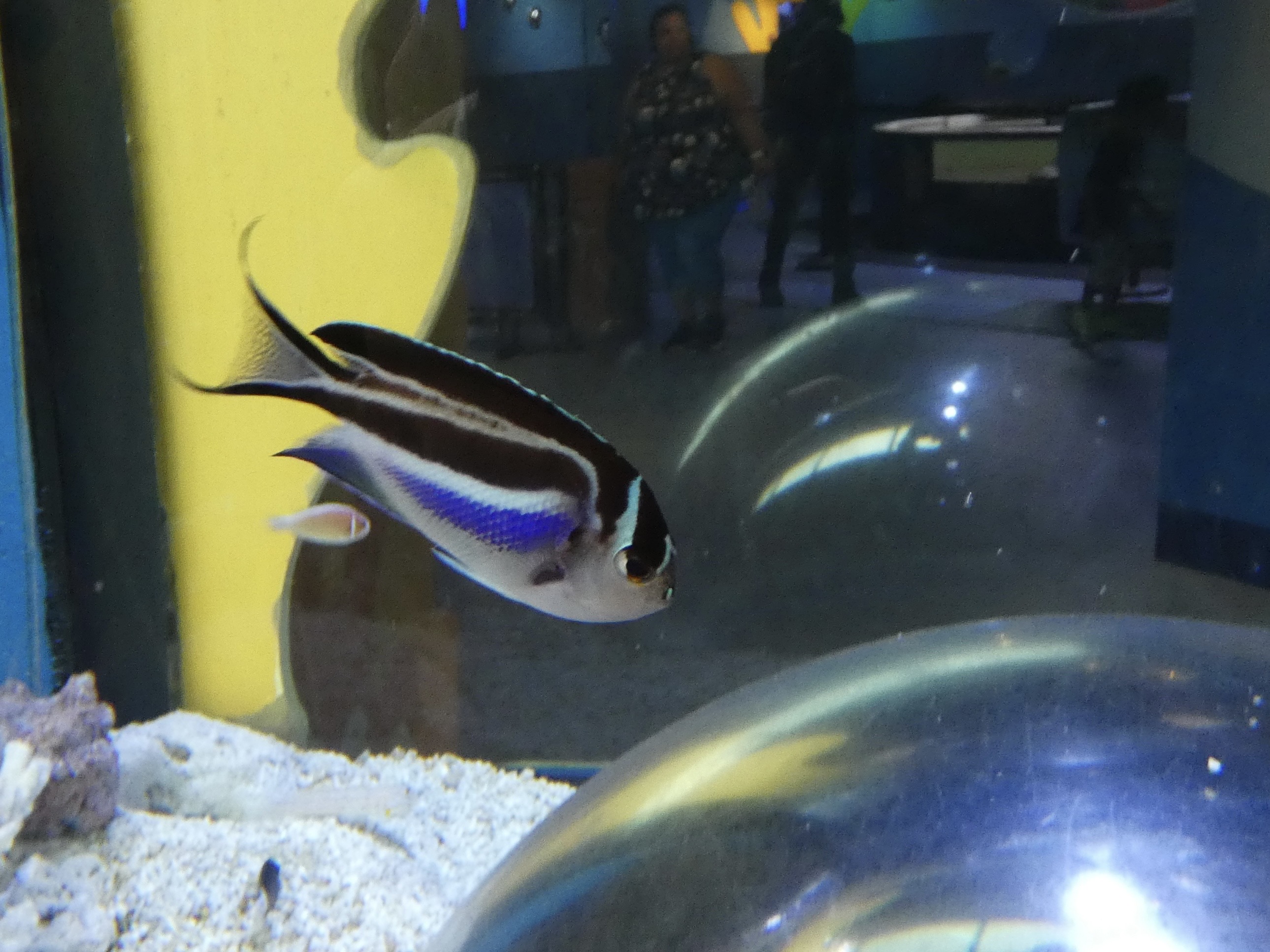 ID? - Adventure Aquarium