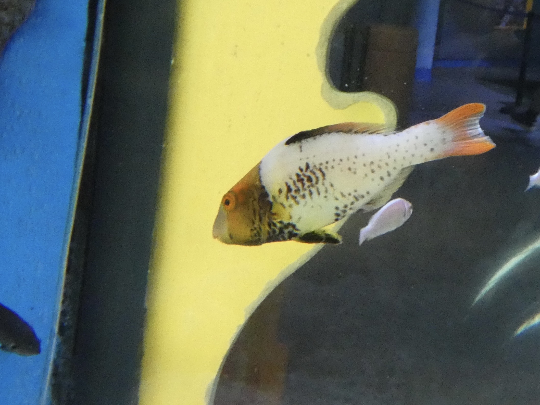 ID? - Adventure Aquarium