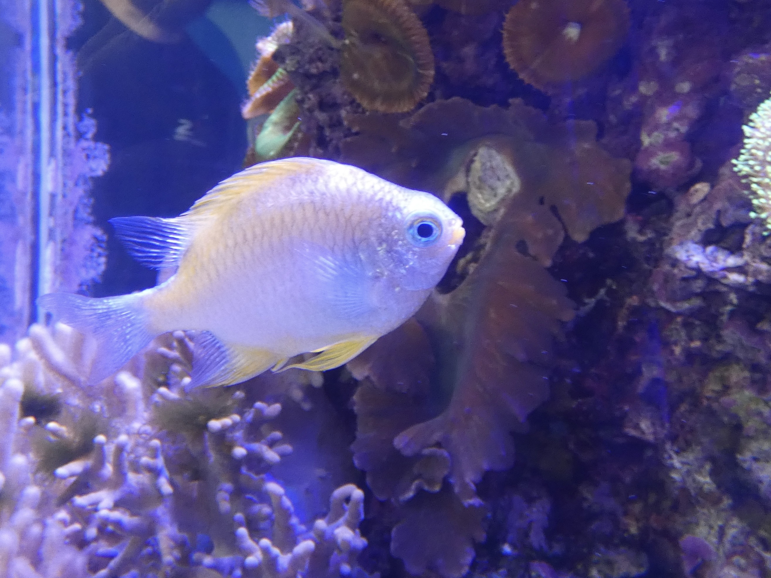 ID? - Adventure Aquarium