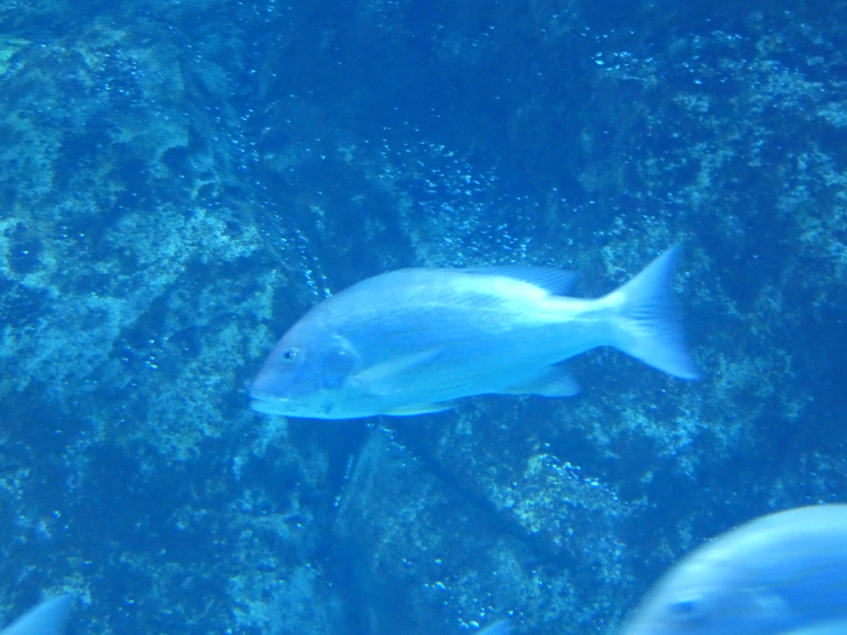 ID? - Adventure Aquarium