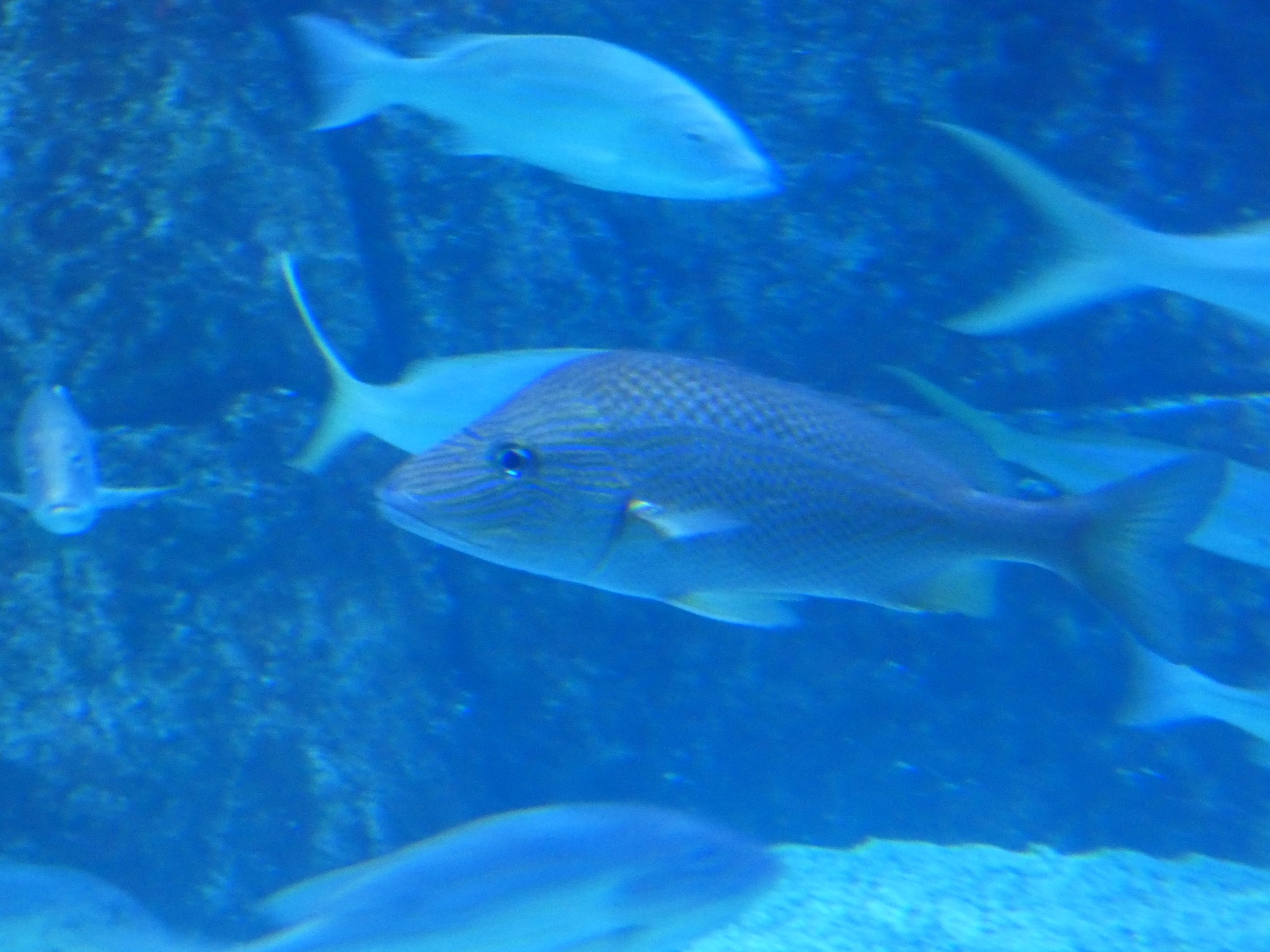 ID? - Adventure Aquarium