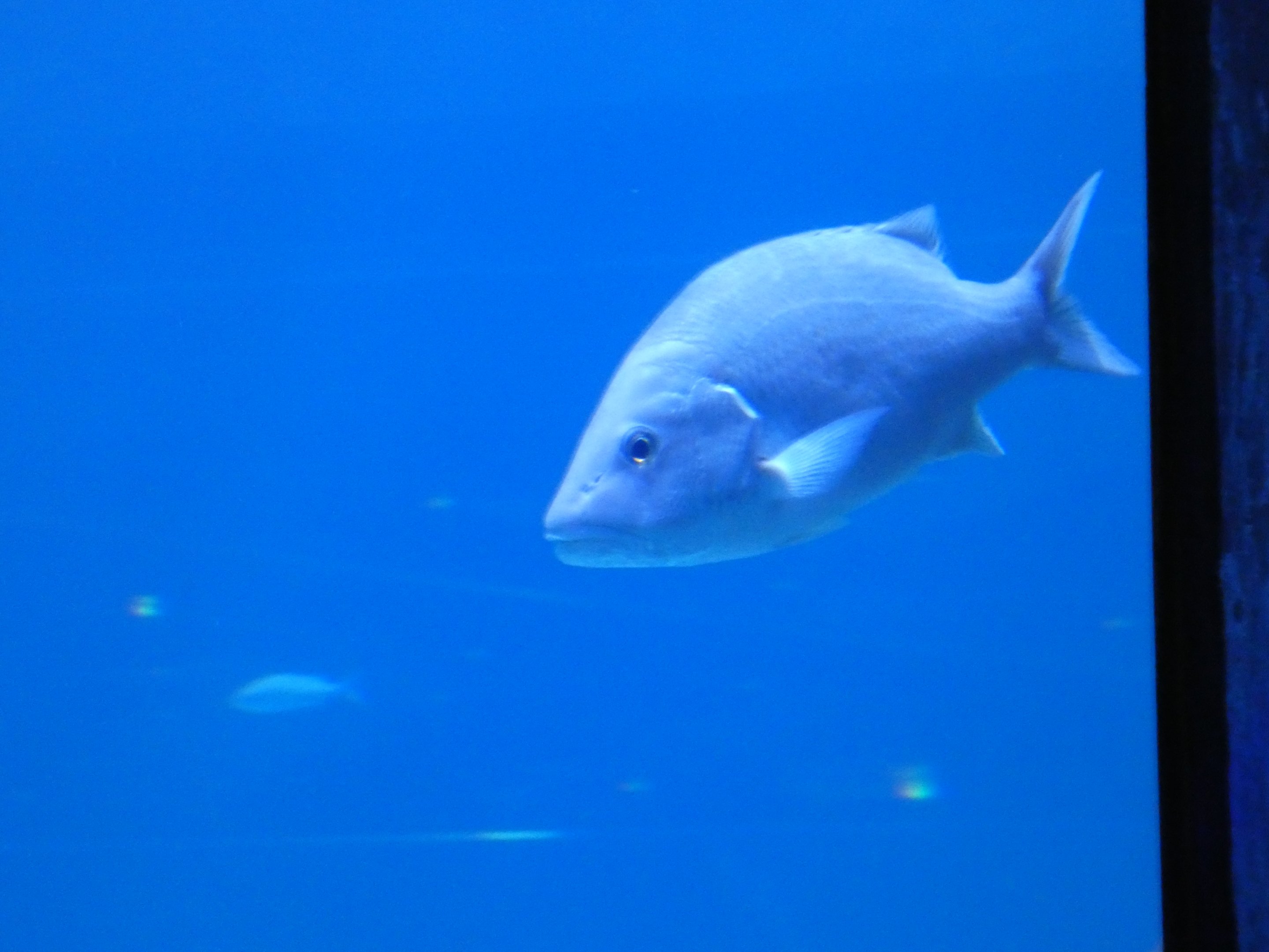 ID? - Adventure Aquarium