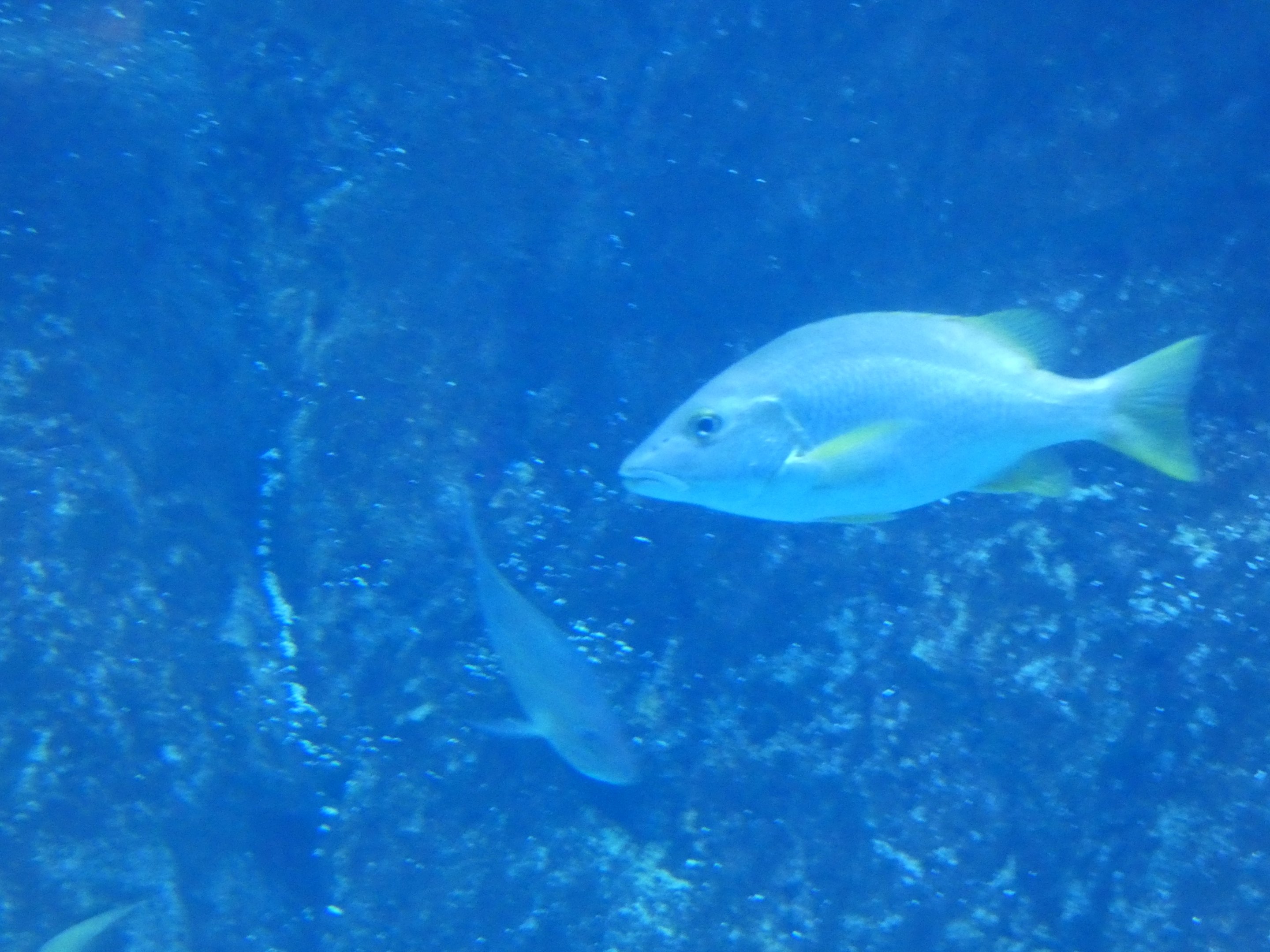 ID? - Adventure Aquarium