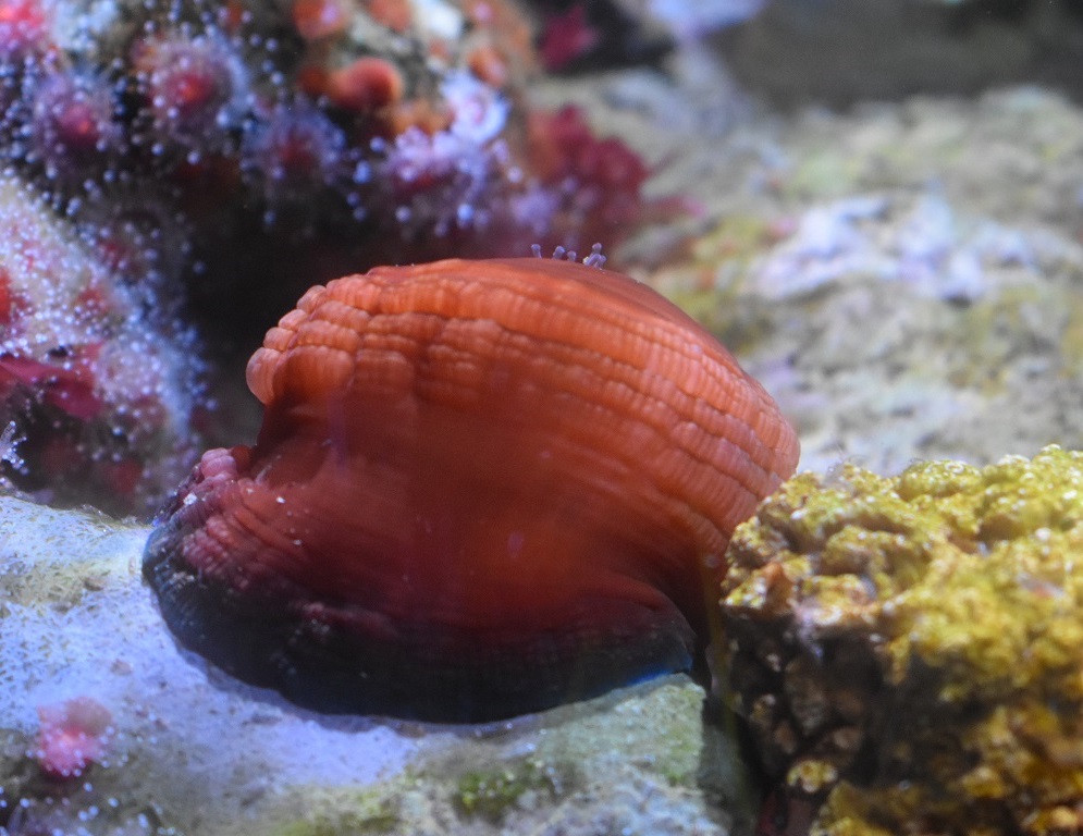 ID ¿ANEMOME? HAUS DES MEERES, WIEN, AUSTRIA