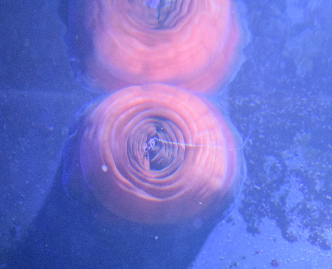 ID ¿ANEMOME? HAUS DES MEERES, WIEN, AUSTRIA