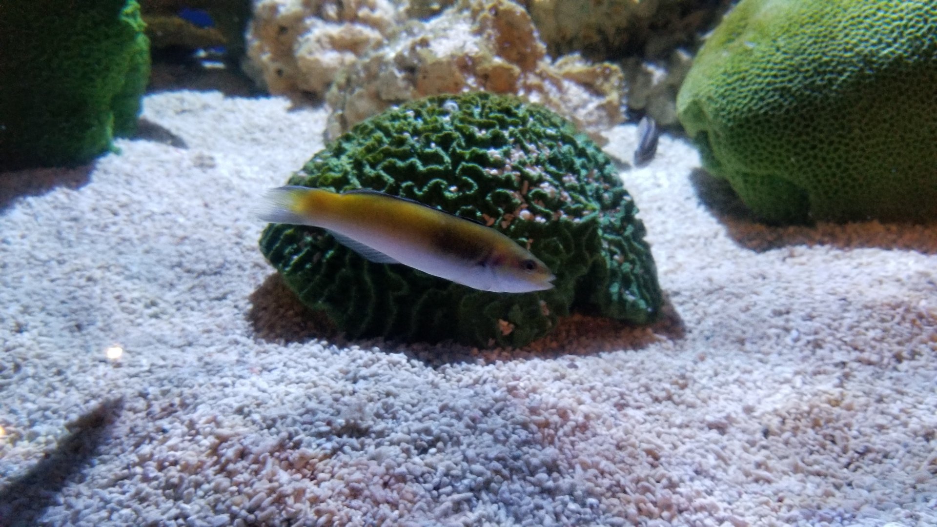 ID? Aq of the Smokies - Curious Creatures - Spotted Trunkfish tank