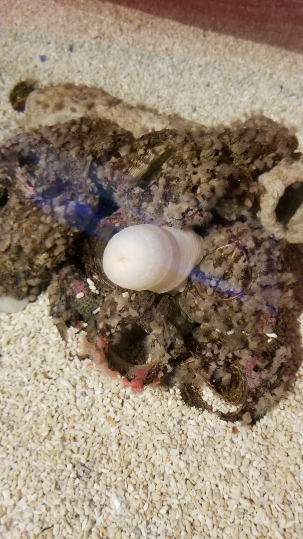 ID? Aq of the Smokies - Curious Creatures