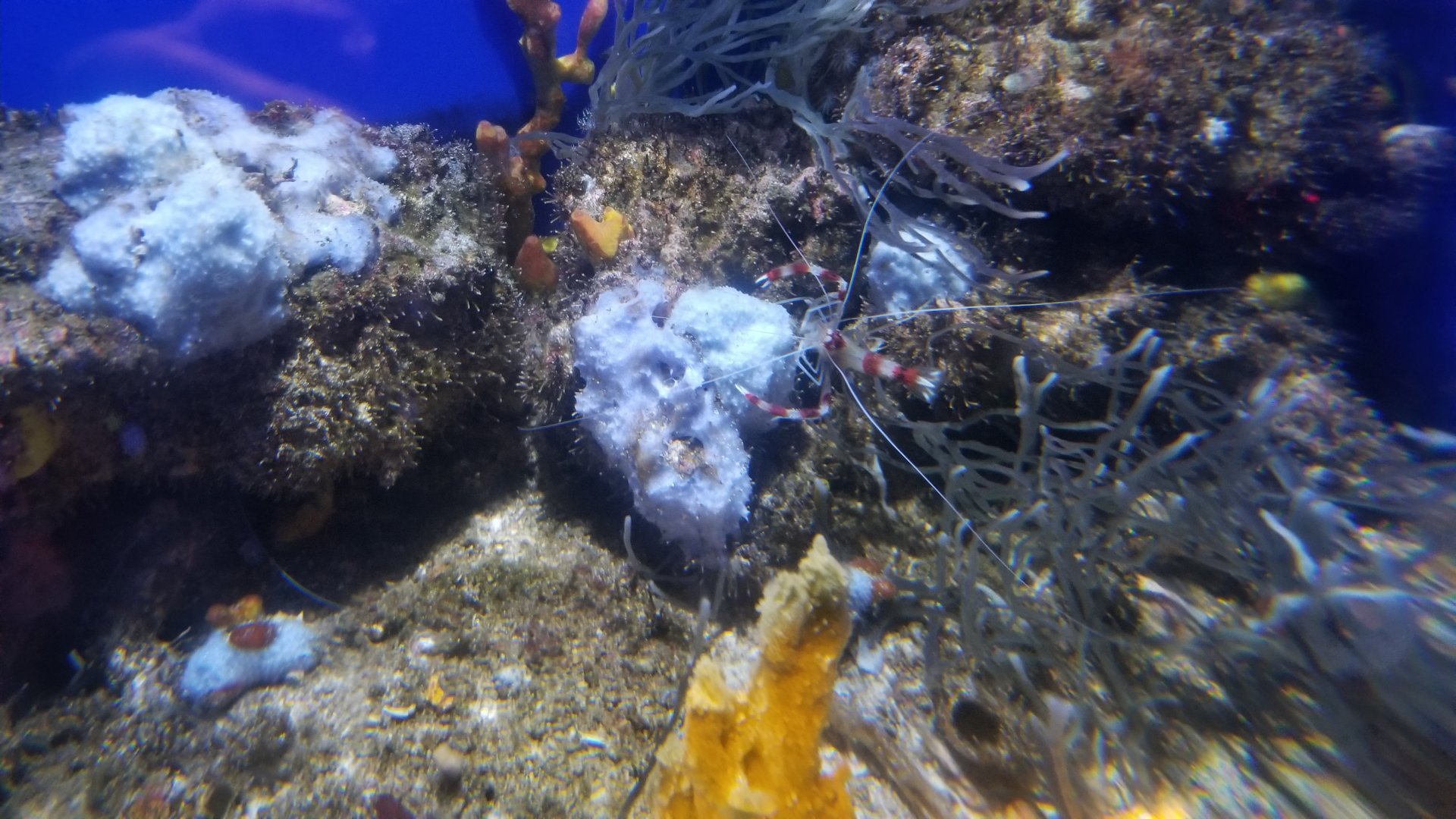 ID? Aq of the Smokies - Mother Nature's Filters