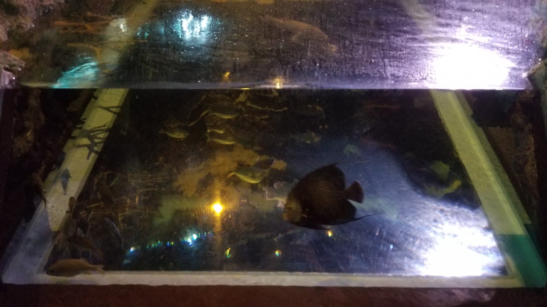 ID? Aq of the Smokies - Odd tank