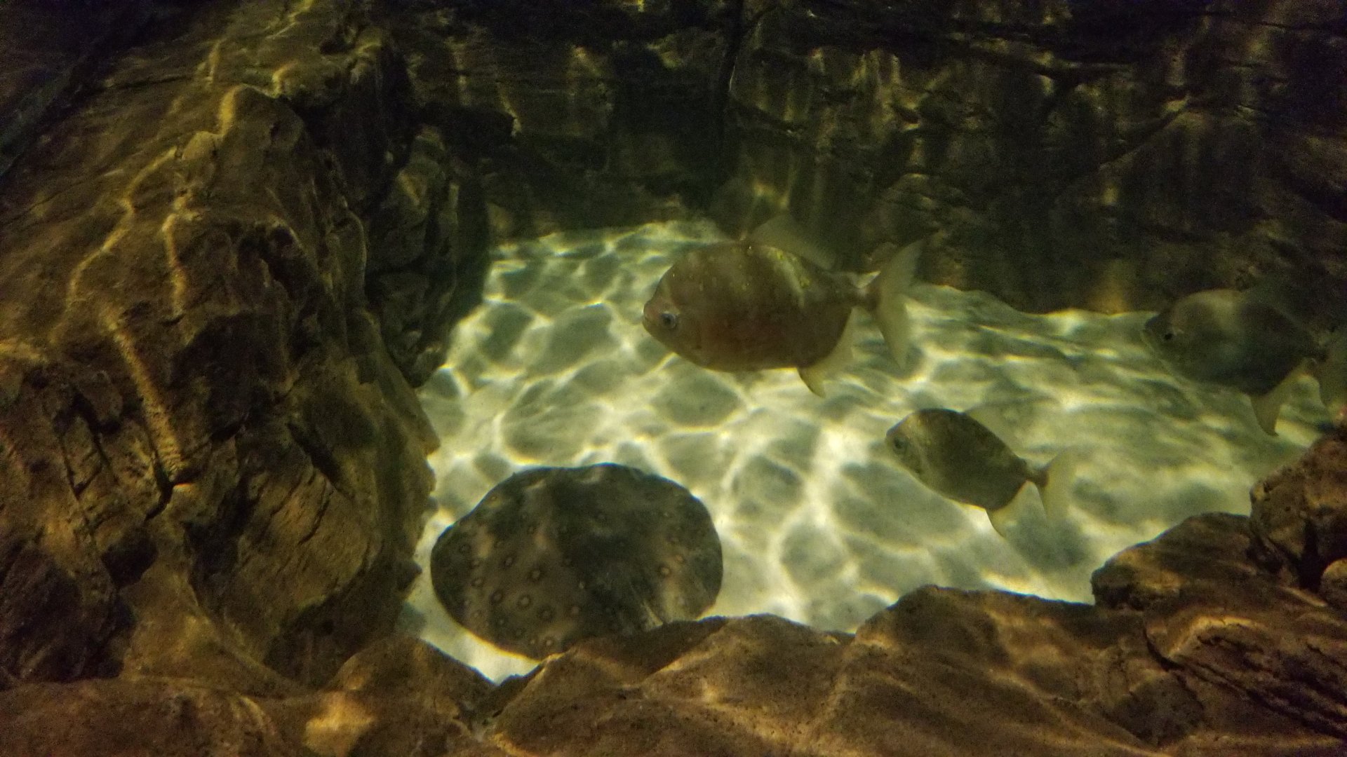 ID? Aq of the Smokies - Red Hook tank, freshwater ray