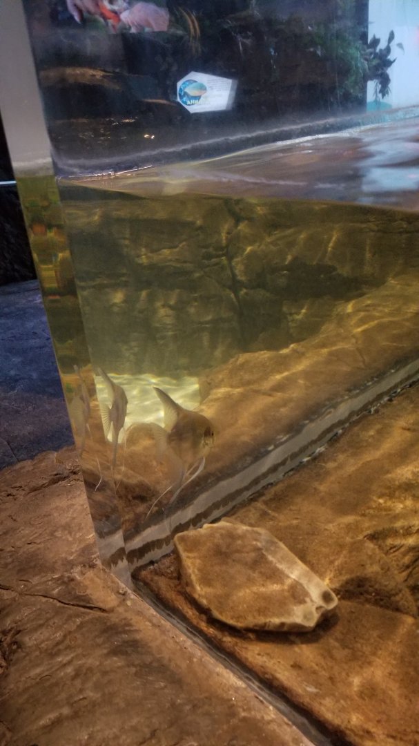 ID? Aq of the Smokies - Red Hook tank