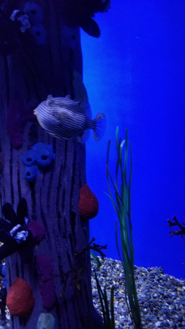 ID? Aq of the Smokies - Seahorse tank