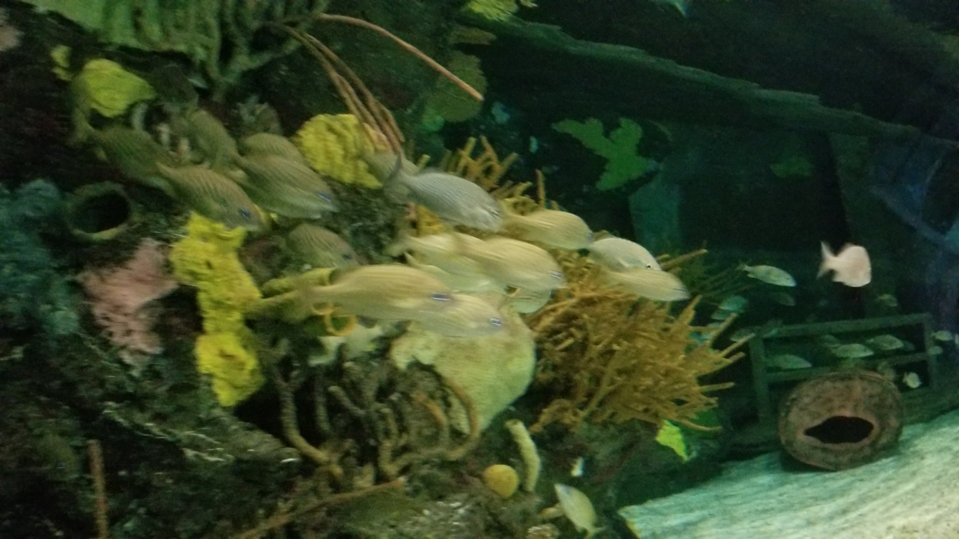 ID? Aq of the Smokies - Shark Tunnel