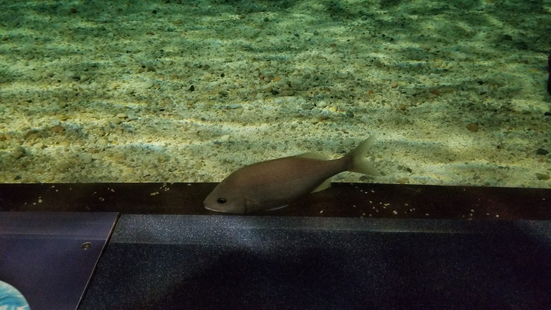 ID? Aq of the Smokies - Shark Tunnel