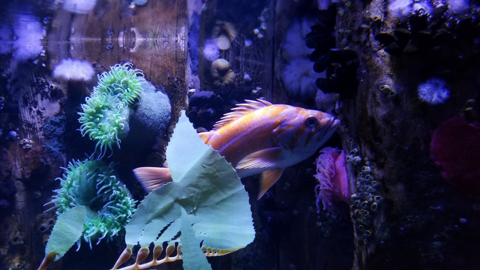 ID? Aq of the Smokies - Swell Shark tank