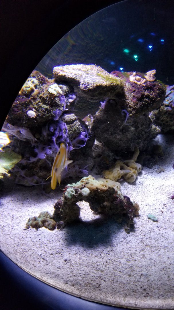 ID? Aq of the Smokies - Unsigned fish, etc in garden eel tank