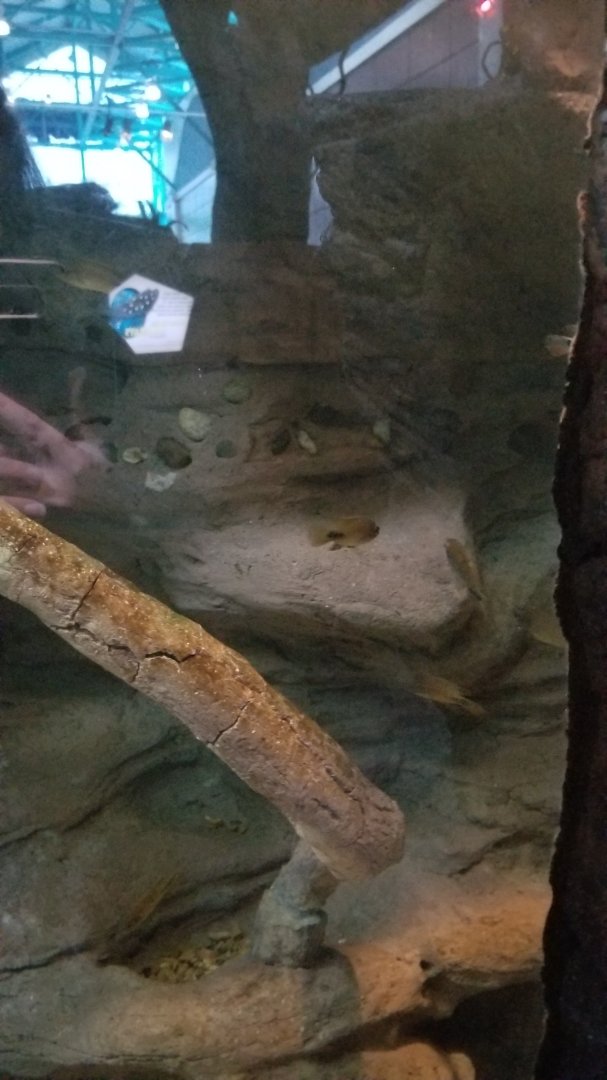 ID? Aq of the Smokies - Unsigned fish in eel tank