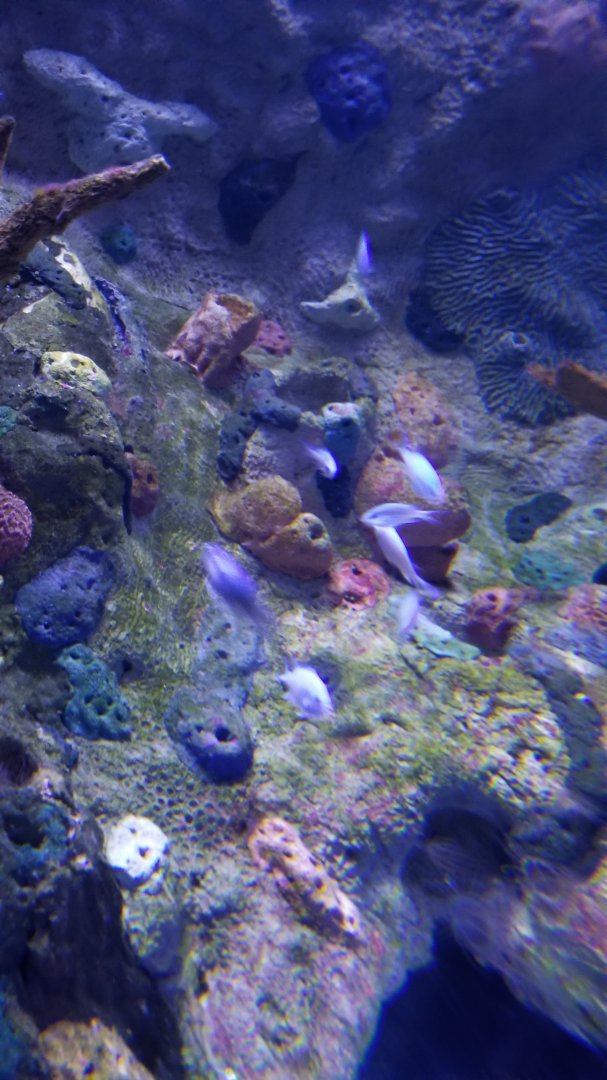 ID? Aq of the Smokies - Unsigned fish in moray eel tank