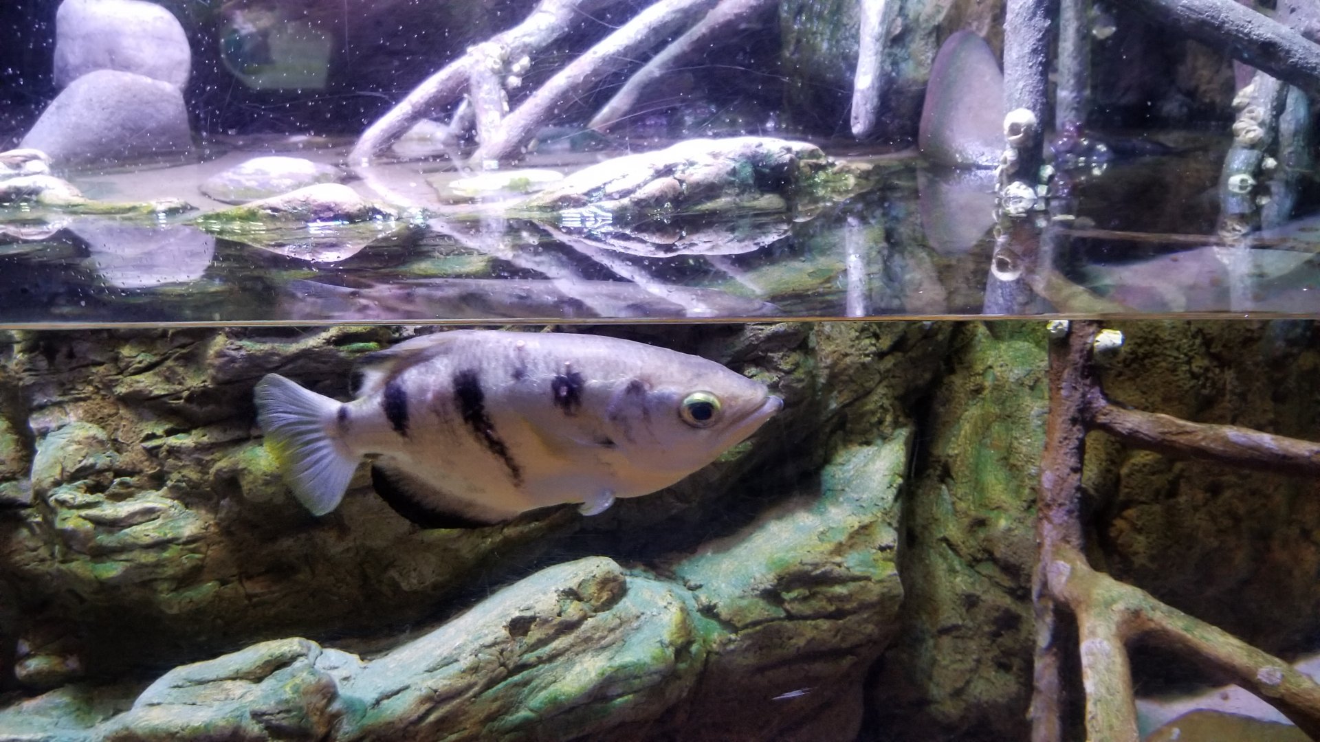 ID? Aq of the Smokies - Unsigned fish in mudskipper tank