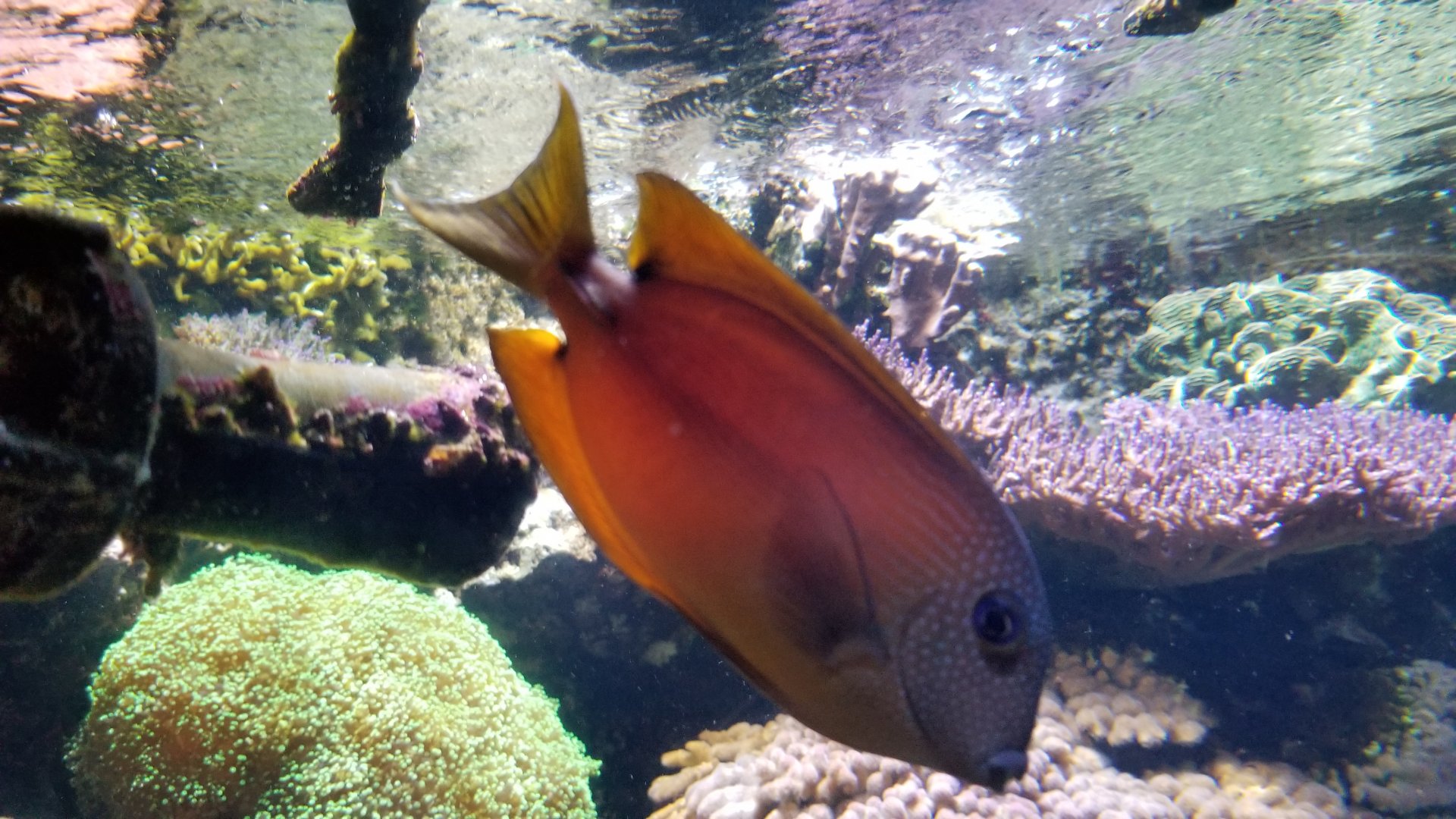 ID? Aq of the Smokies - Unsigned tank